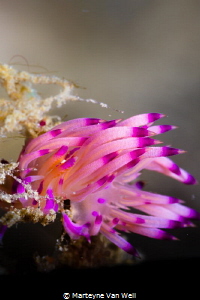 A flabellina rubrolineata showing its vibrant colours whi... by Marteyne Van Well 